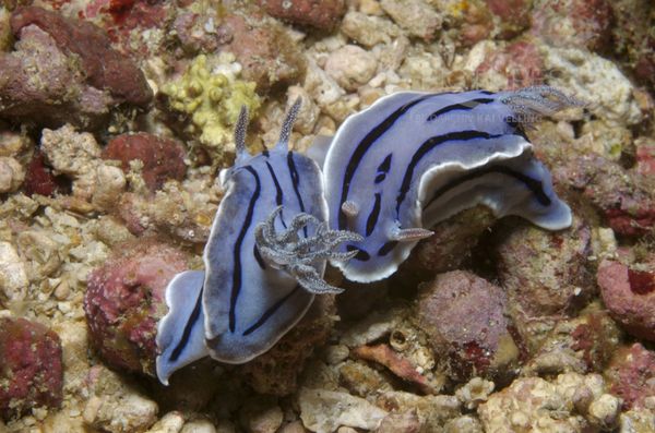 KV Chromodoris willani PH 08 12025