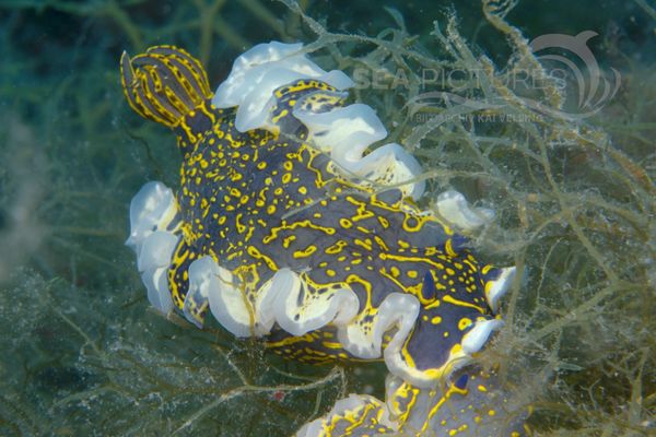 Hypselodoris picta picta