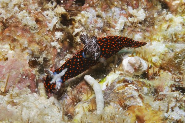 Nembrotha livingstoni