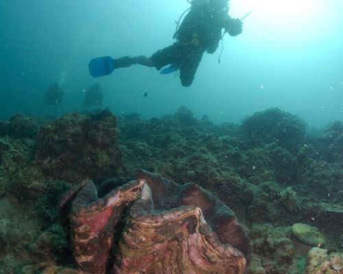 Taucher und Wracks