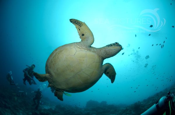 KV Suppenschildkro  te Chelonia mydas MALA 06