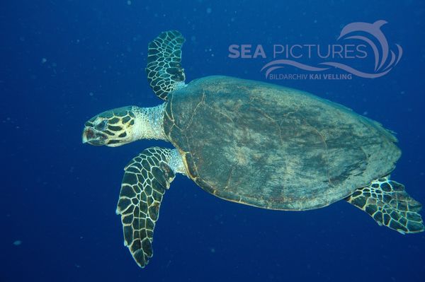 KV Echte Karettschildkro  te  Eretmochelys imbricata  RO 05 3