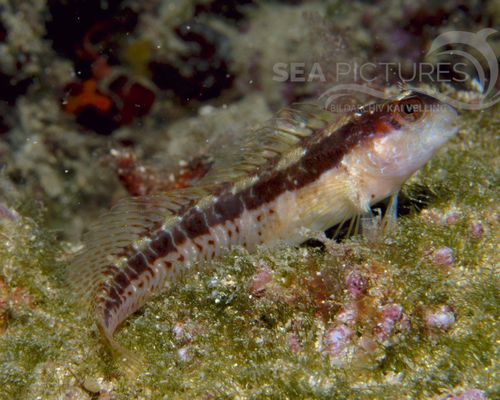 Schleimfische