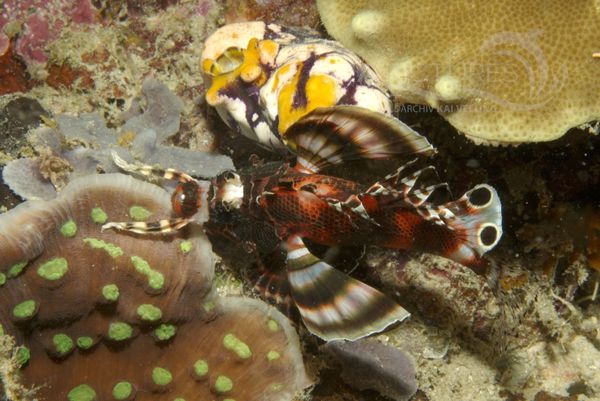  KV Pfauenaugen-Rotfeuerfisch  Dendrochirus biocellatus  MALA 06 2