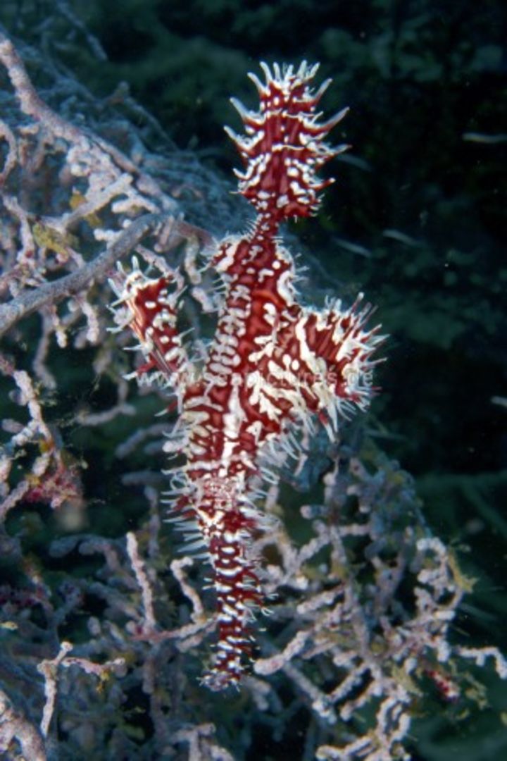 Solenostomus paradoxus Solenostomus paradoxus