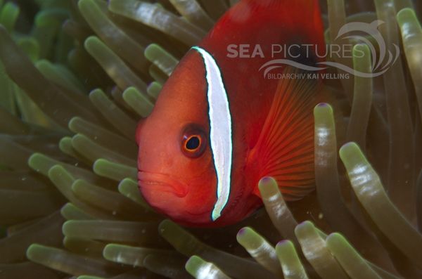 KV Amphiprion melanopus PH 08 12772