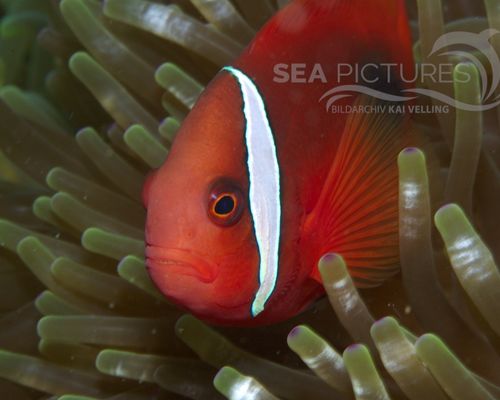 Anemonenfische