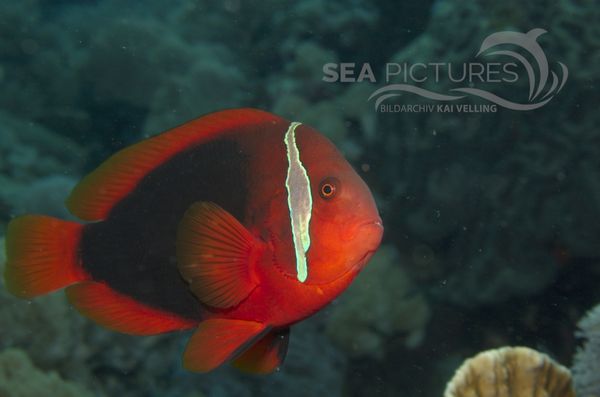 KV Anemonenfisch Amphiprion frenatus PH 06 017