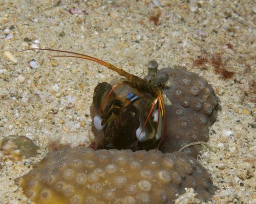 Niedere Tiere