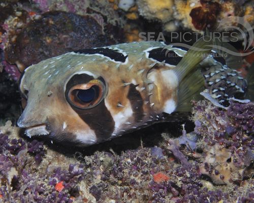 Igelfische