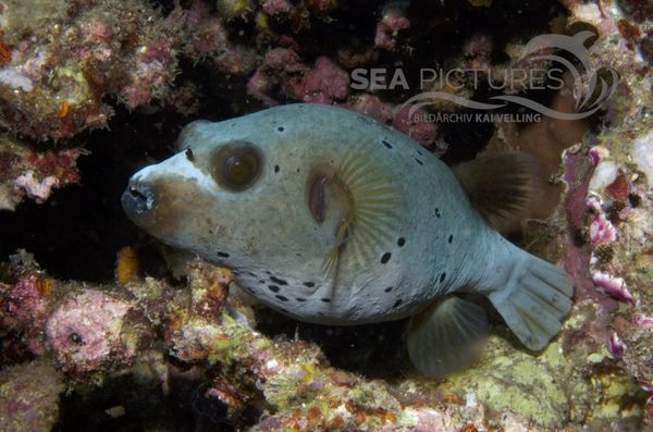 KV Schwarzfleck-Kugelfisch Arothron nigropunctatus PH 06 003