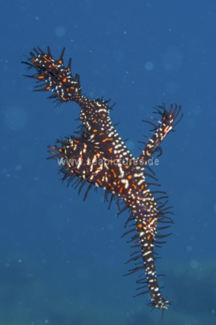 Solenostomus paradoxus