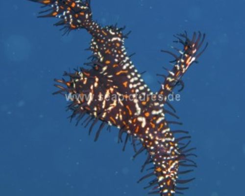 Geisterpfeifenfische