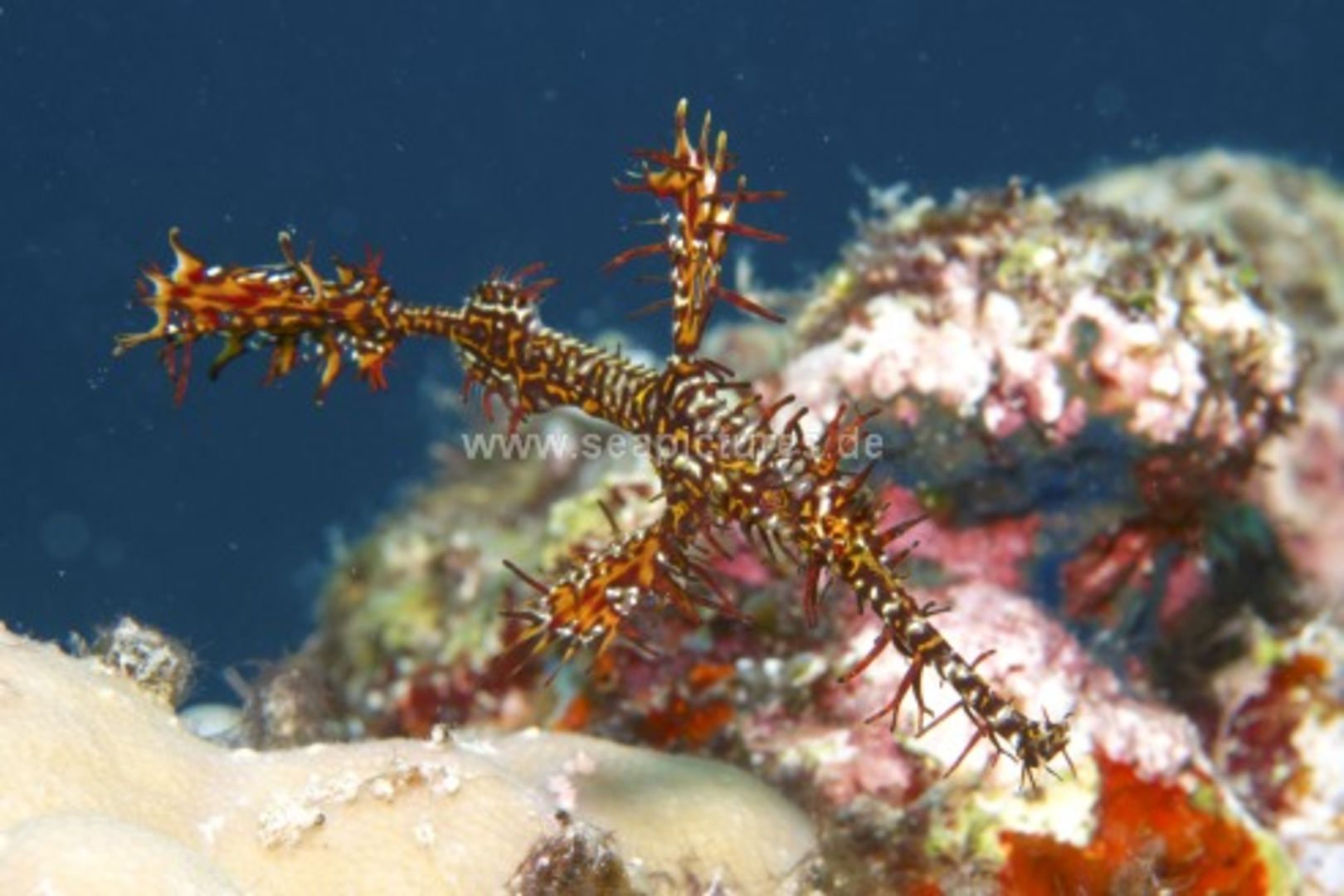 Solenostomus paradoxus