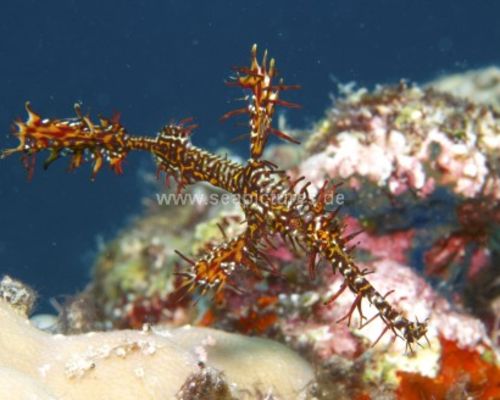 Geisterpfeifenfische