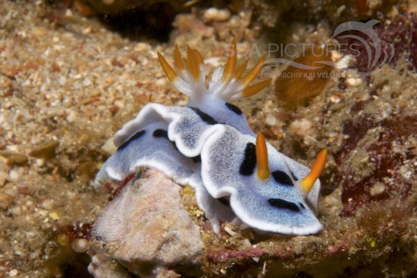 Chromodoris dianae