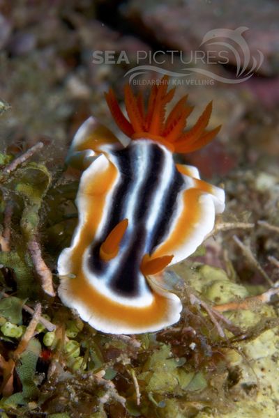 Chromodoris magnifica