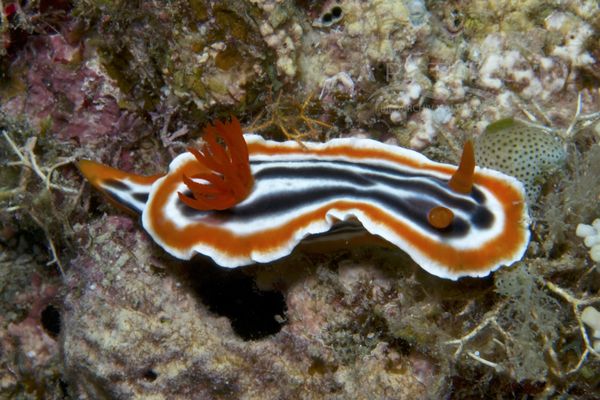 Chromodoris sp