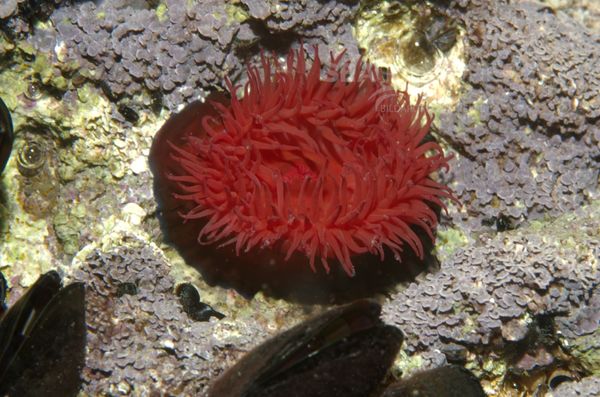 KV Pferdeaktinie Actinia equina  KR 06 1446