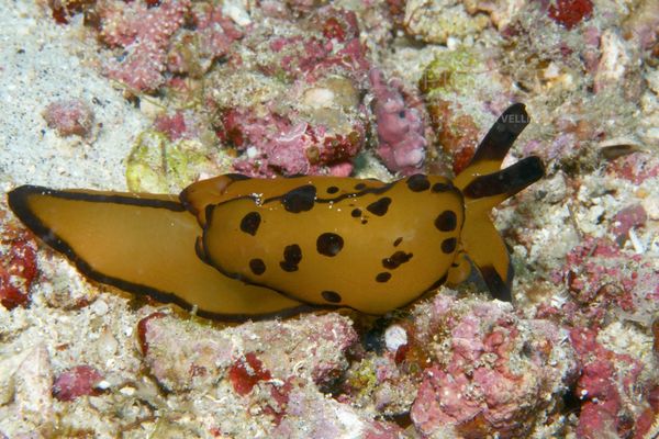 Berthella martensi