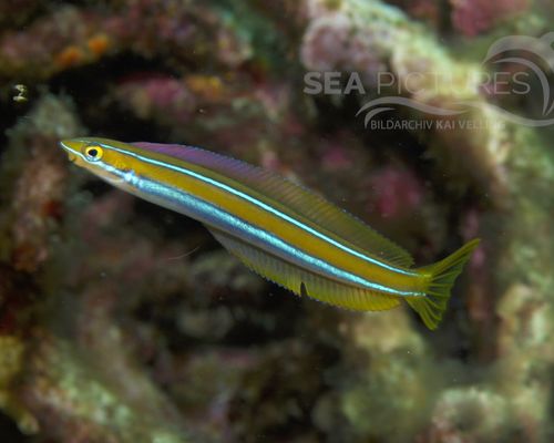 Schleimfische