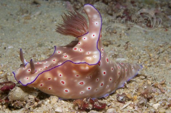 KV Ceratosoma cornigerum PH 08 02732