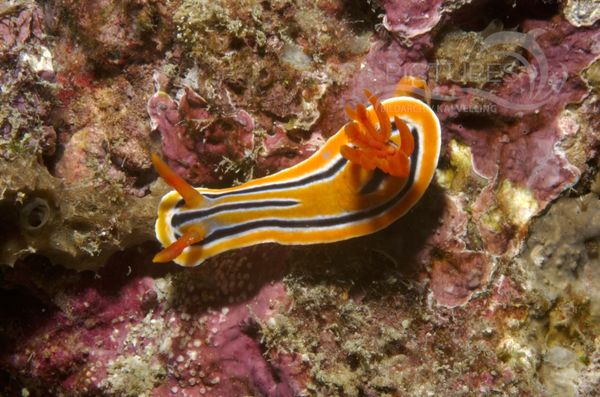 KV Chromodoris strigata  PH 08 03325