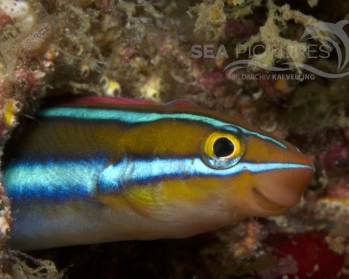 Schleimfische