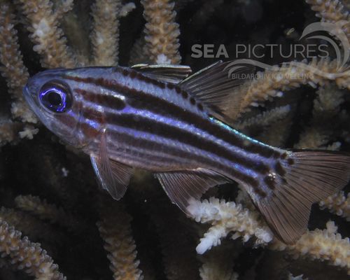 Meeresfische Meeresfische