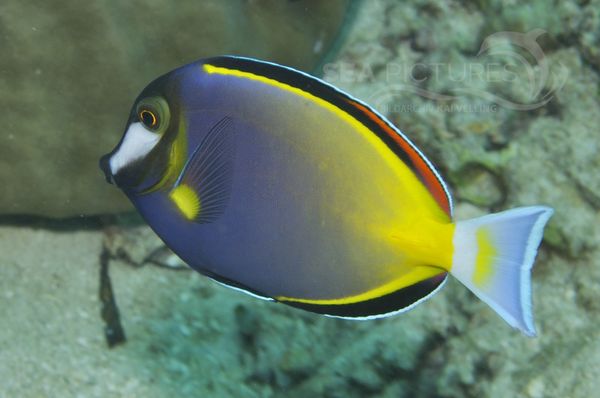 Acanthurus japonicus