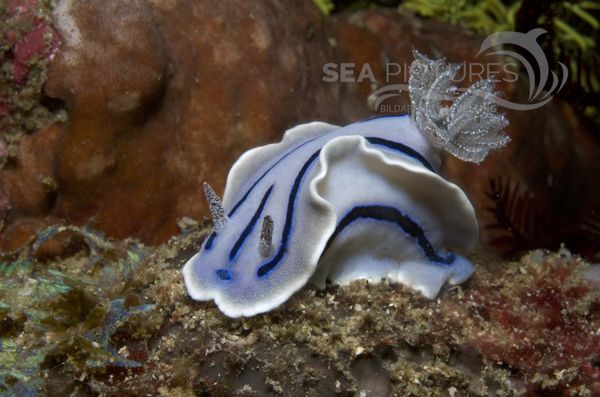 KV Chromodoris willani PH 08 02357