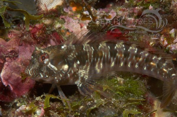 KV Geweih-Schleimfisch Parablennius zvonimiri KR 06 1292