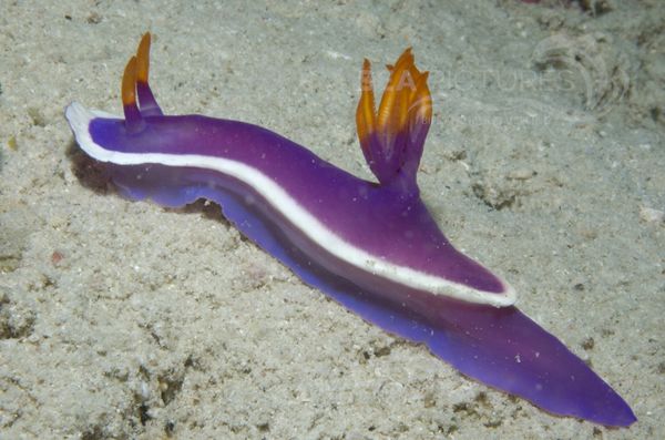 KV Hypselodoris bullocki MALA 06 13