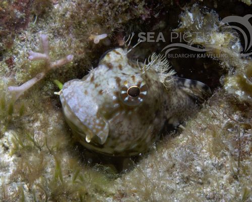 Schleimfische