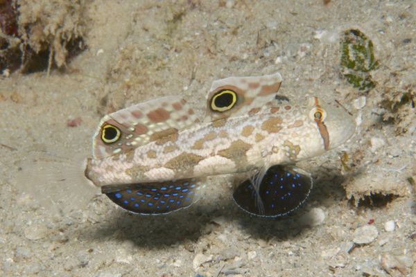 Signigobius biocellatus