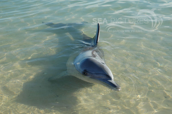 KV Grosser Tuemmler  Tursiops truncatus WA 5789