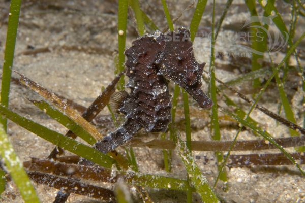 Hippocampus brevirostris