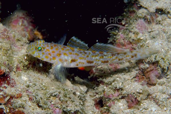 Thorogobius macrolepis