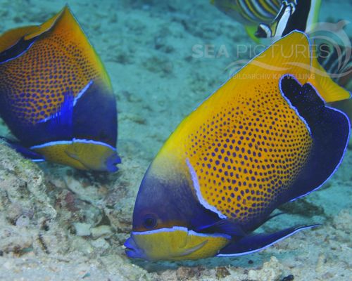 Kaiserfische