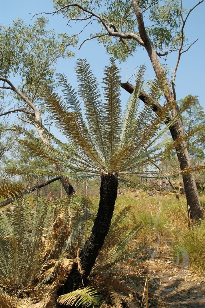 Cycad  Cycas calcicola  AU