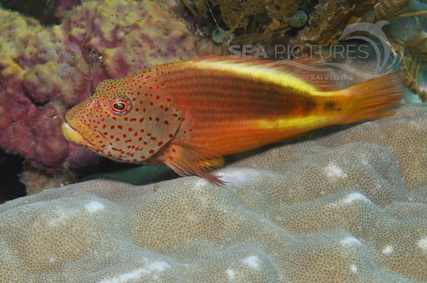 Paracirrhites forsteri