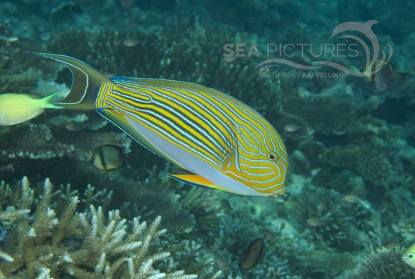 KV Blaustreifen-Doktorfisch Acanthurus lineatus MALA 06.