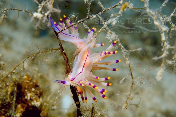  Flabellina rubrolineata