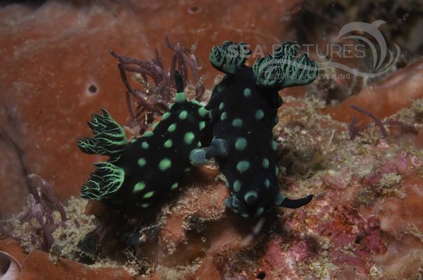 Nembrotha cristata