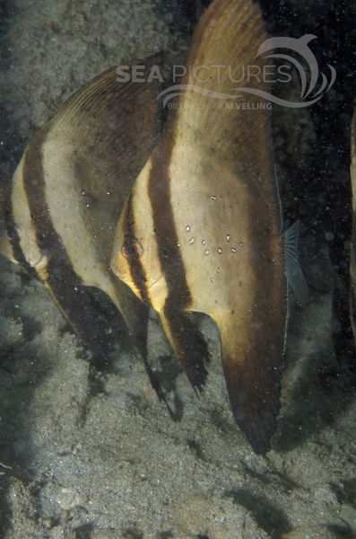KV Rundkopf-Fledermausfisch juv. Platax orbicularis PH 06 002