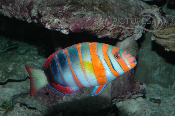 KV Choerodon fasciatus AU