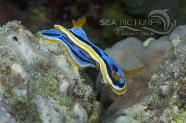 KV Chromodoris annae MaLA 06