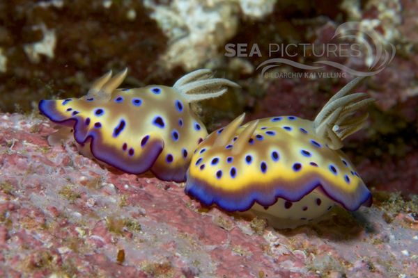 Chromodoris kunei