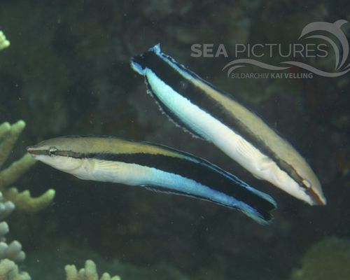 Bio-Themen Bio-Themen