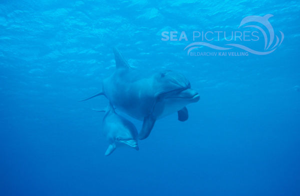 Tursiops truncatus2 RO 00  6 